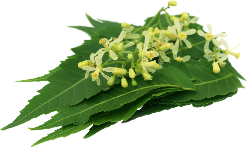 Fresh neem leaves (Azadirachta indica) — clarifying Ayurvedic botanical for oily, blemish-prone skin