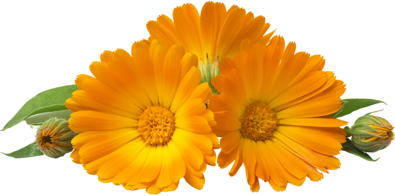 Bright orange calendula flowers — the calming botanical in Sunshine face oil