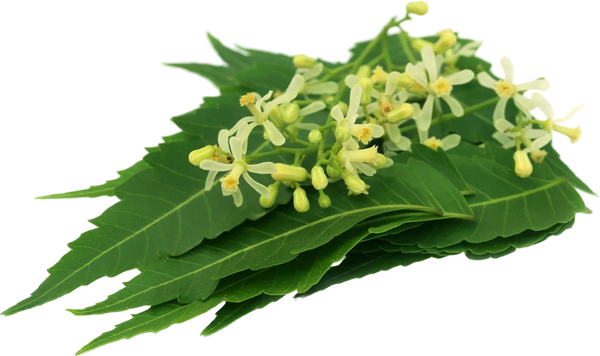 Fresh neem leaves (Azadirachta indica) - clarifying Ayurvedic botanical for oily, blemish-prone skin