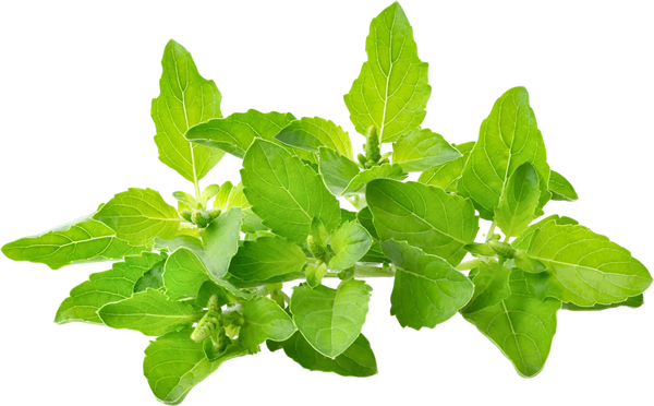 Tulsi holy basil leaves (Ocimum sanctum) - purifying Ayurvedic herb for fresh, balanced skin