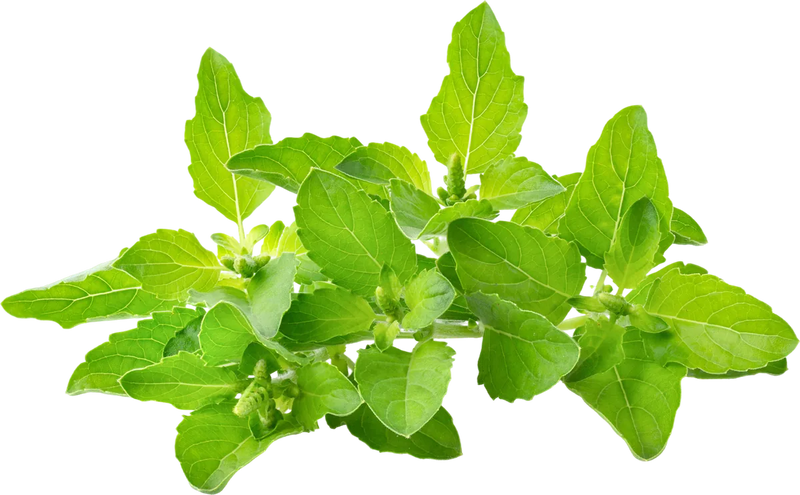 Tulsi holy basil leaves (Ocimum sanctum) - purifying Ayurvedic herb for fresh, balanced skin